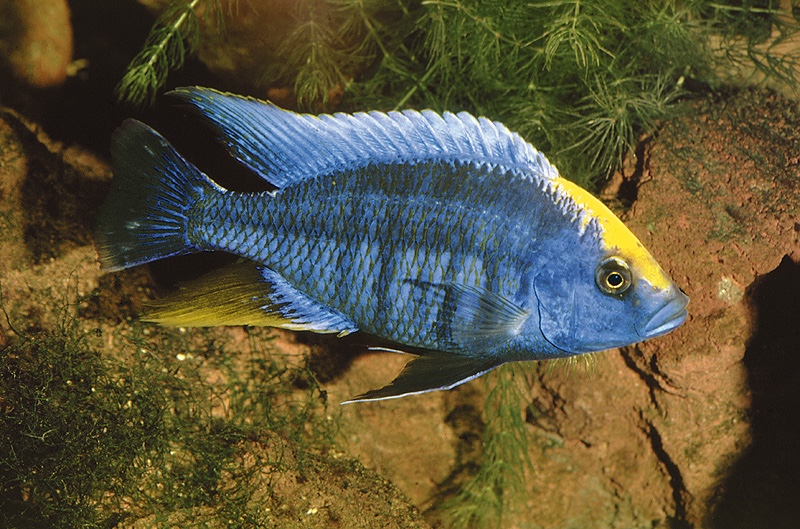 Protomelas spilonotus 'Mbenji Island'